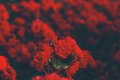 选择聚焦摄影的红色有花瓣的花
